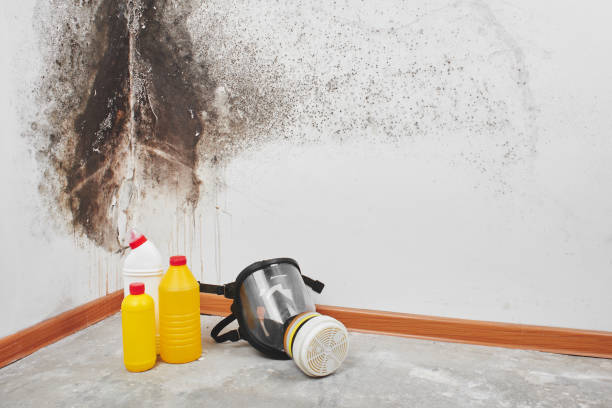 Best Commercial Mold Removal  in Hlside, IL