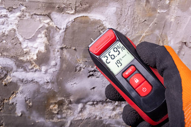 Reliable Hillside, IL Mold Removal Solutions