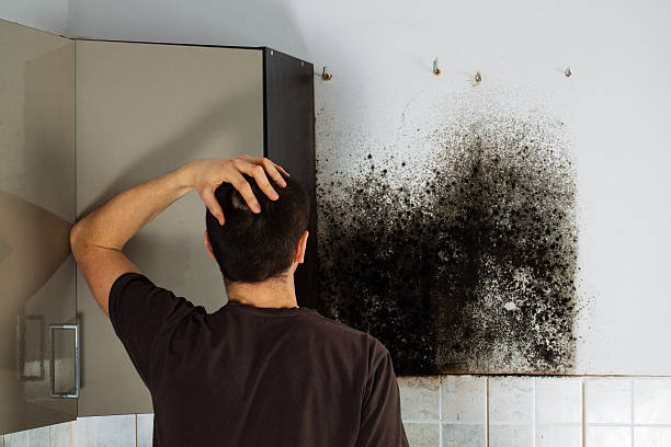 Best Toxic Mold Removal  in Hlside, IL